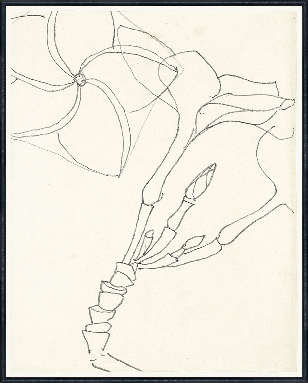 Botanical Anatomy Sketch, art print (glass framed), full view