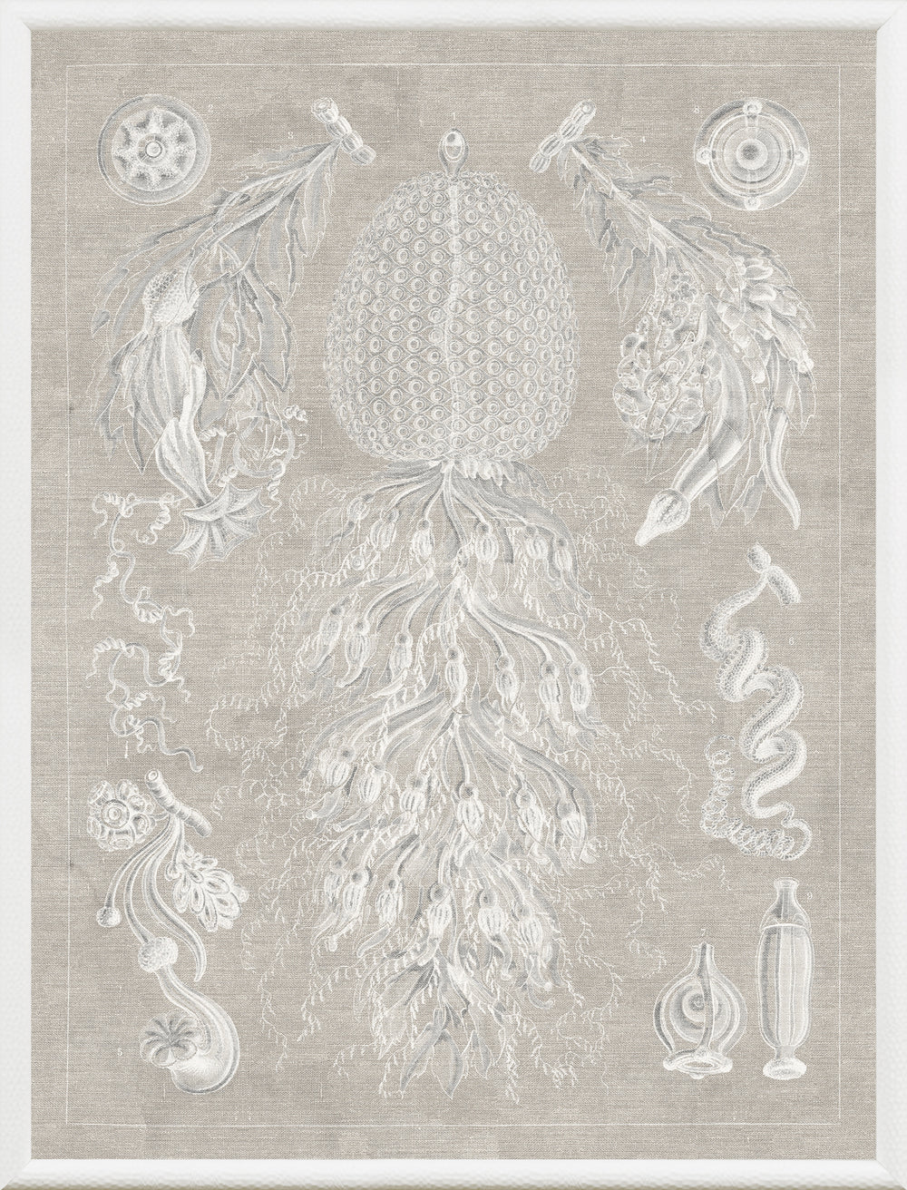 Jellyfish Naturalist Study, art print (glass framed), full view