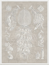 Jellyfish Naturalist Study, art print (glass framed), full view