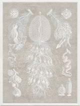 Jellyfish Naturalist Study