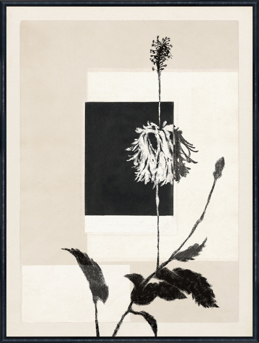 Botanical Contrast Study