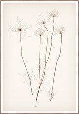 Pressed Wildflower Seedheads, art print (glass framed), full view