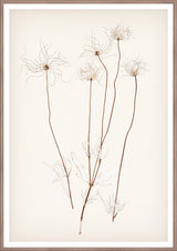Pressed Wildflower Seedheads