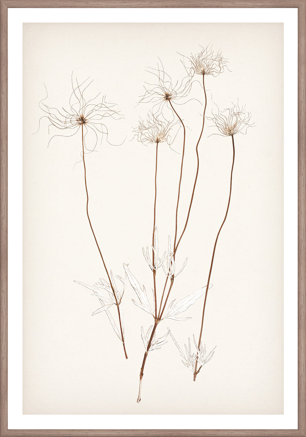 Pressed Wildflower Seedheads