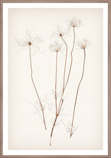 Pressed Wildflower Seedheads