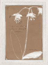 French Floral Dossier II C. 1860