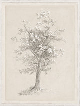 Blossoming Tree Study