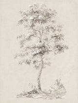 Solitary Sketched Tree