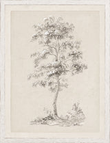 Solitary Sketched Tree