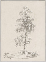 Solitary Birch Study, art print, full view