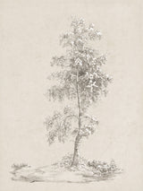 Solitary Birch Study