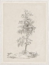 Solitary Birch Study