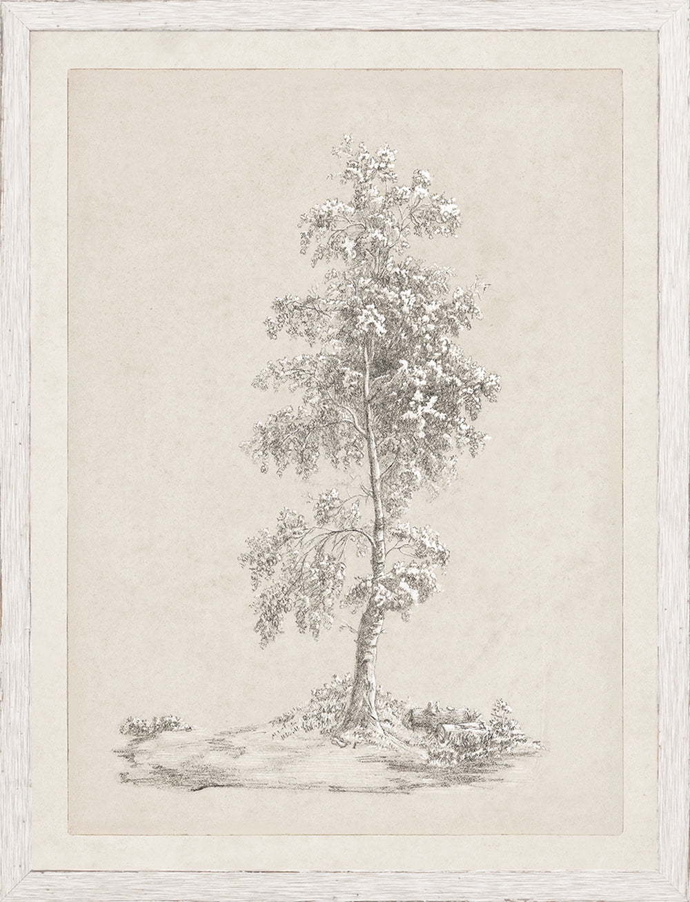 Solitary Birch Study