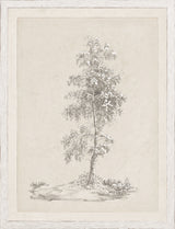 Solitary Birch Study