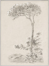 Solitary Umbrella Pine, art print, full view