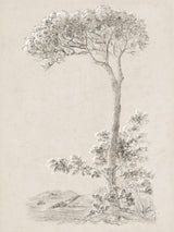 Solitary Umbrella Pine