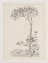 Solitary Umbrella Pine