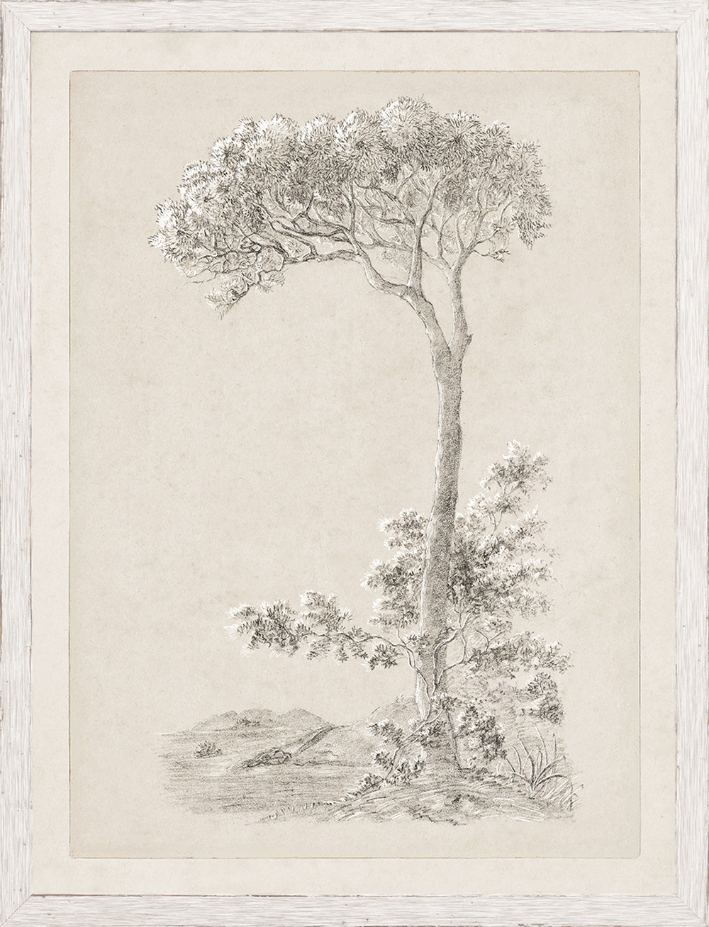 Solitary Umbrella Pine
