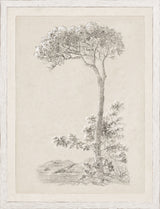 Solitary Umbrella Pine
