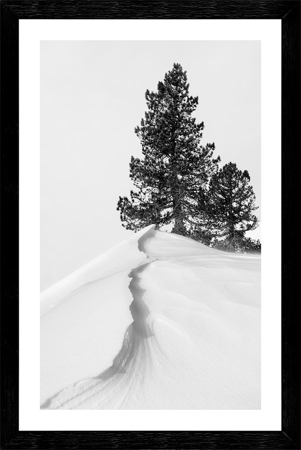 Lone Pine, glass framed art, full view