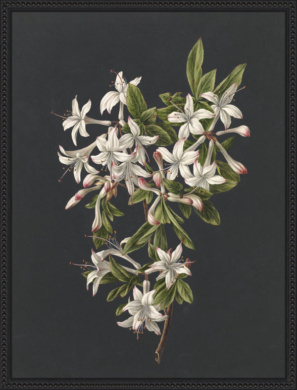 Midnight Azalea, glass framed art, full view